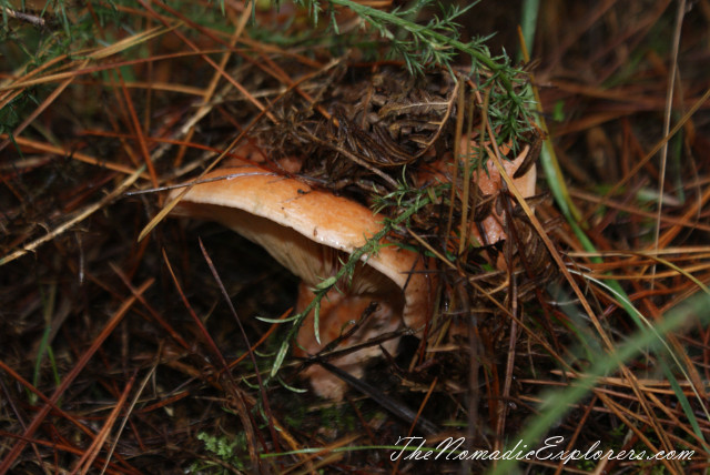 Australia, Victoria, Daylesford &amp; the Macedon Ranges, Mushroom Picking near Mount Macedon, , 