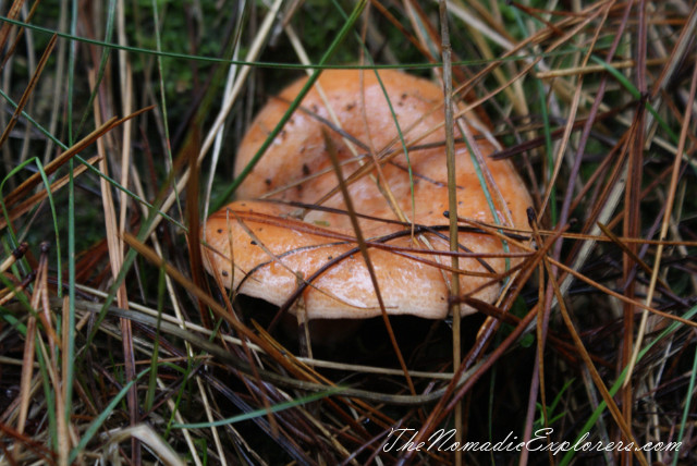 Australia, Victoria, Daylesford &amp; the Macedon Ranges, Mushroom Picking near Mount Macedon, , 