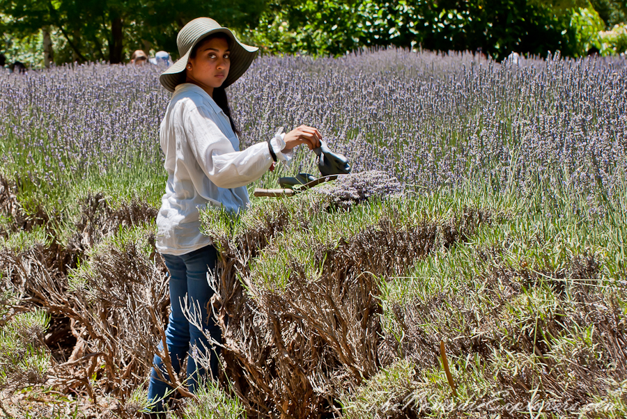 Australia, Victoria, Daylesford &amp; the Macedon Ranges, Lavender Harvest Festival at Lavandula Swiss Italian Farm, , 