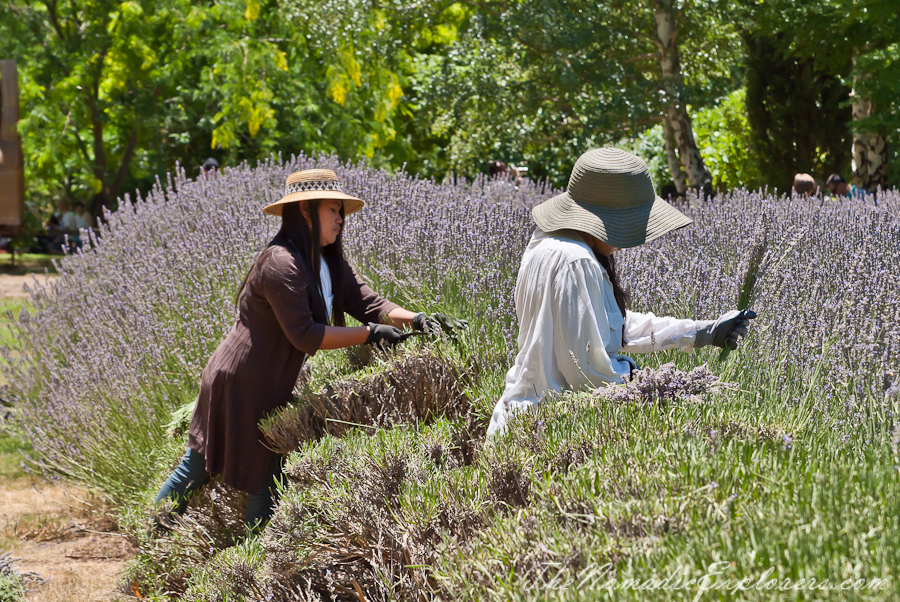 Australia, Victoria, Daylesford &amp; the Macedon Ranges, Lavender Harvest Festival at Lavandula Swiss Italian Farm, , 