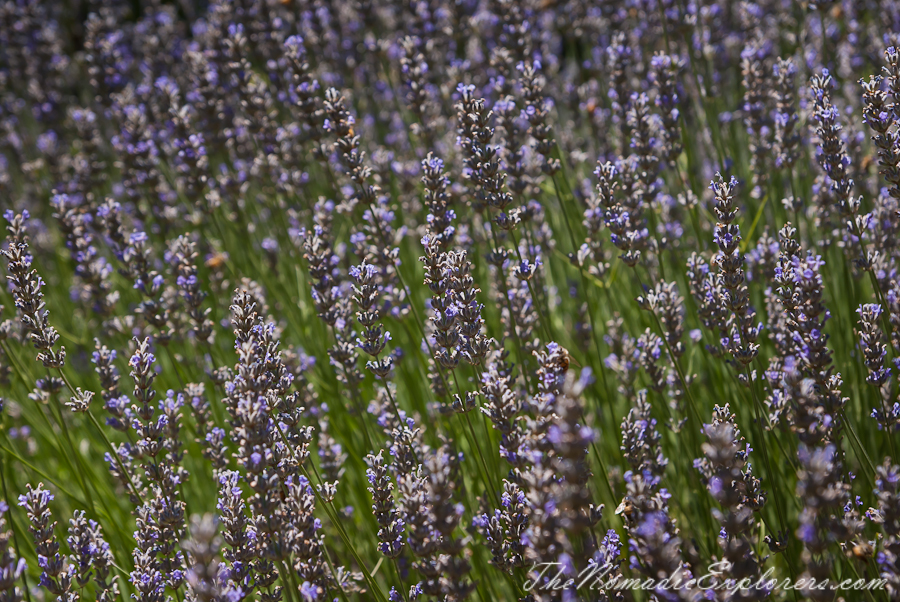 Australia, Victoria, Daylesford &amp; the Macedon Ranges, Lavender Harvest Festival at Lavandula Swiss Italian Farm, , 