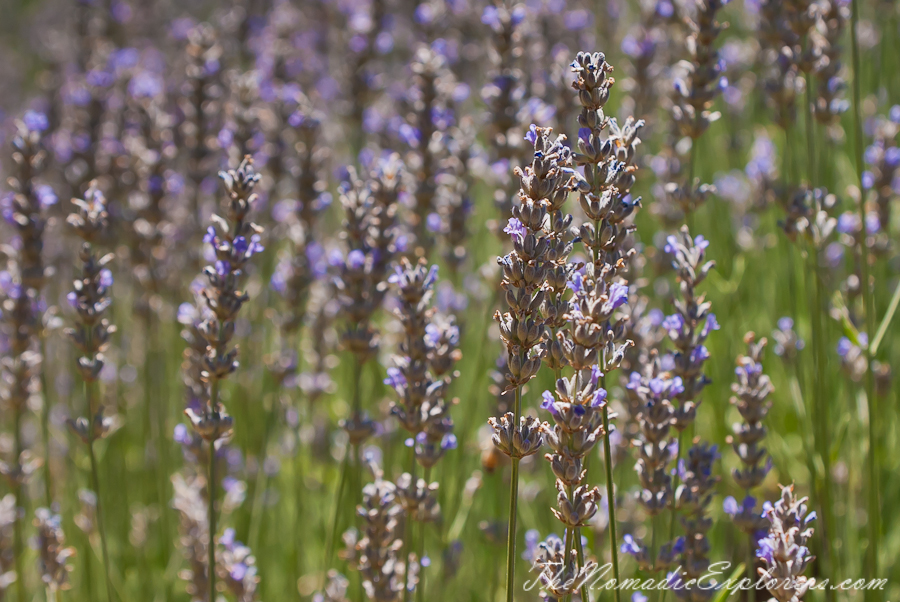 Australia, Victoria, Daylesford &amp; the Macedon Ranges, Lavender Harvest Festival at Lavandula Swiss Italian Farm, , 