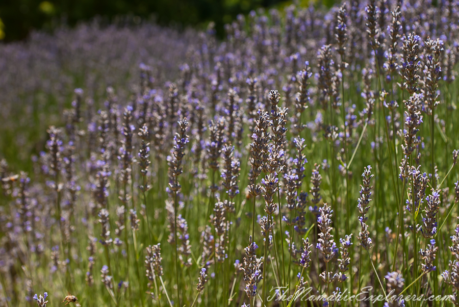 Australia, Victoria, Daylesford &amp; the Macedon Ranges, Lavender Harvest Festival at Lavandula Swiss Italian Farm, , 