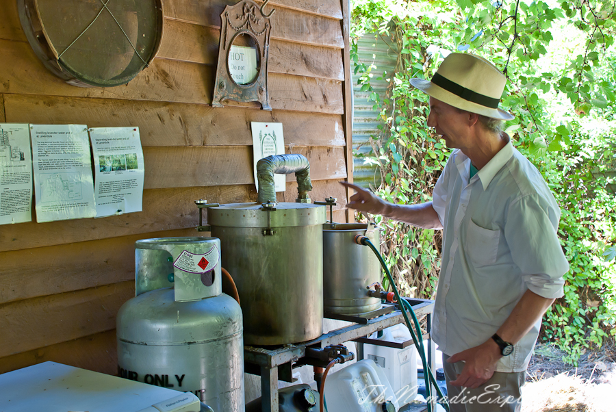 Australia, Victoria, Daylesford &amp; the Macedon Ranges, Lavender Harvest Festival at Lavandula Swiss Italian Farm, , 