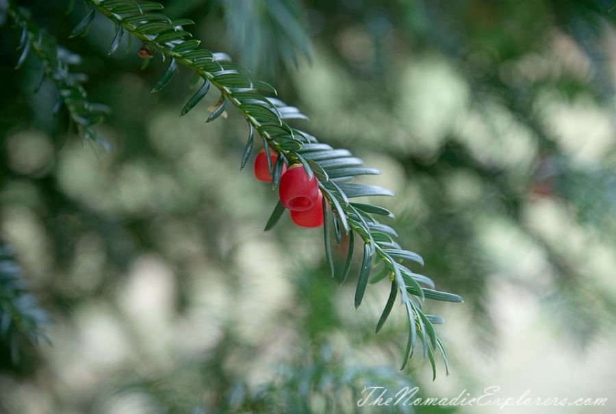 Australia, Victoria, Daylesford &amp; the Macedon Ranges, Autumn in the Macedon Ranges - Duneira Estate, , 