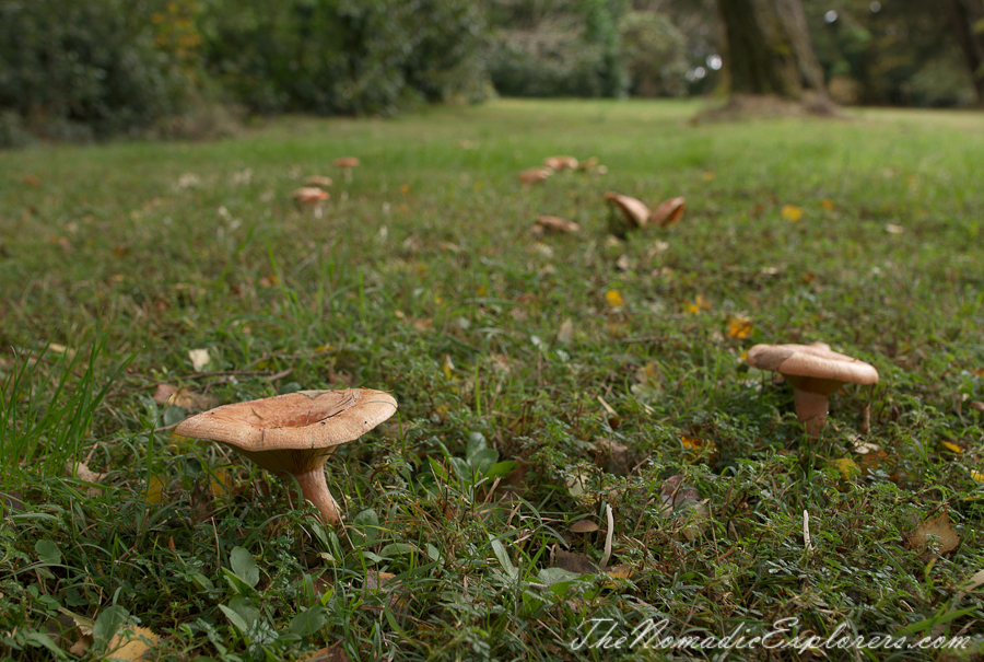 Australia, Victoria, Daylesford &amp; the Macedon Ranges, Autumn in the Macedon Ranges - Duneira Estate, , 