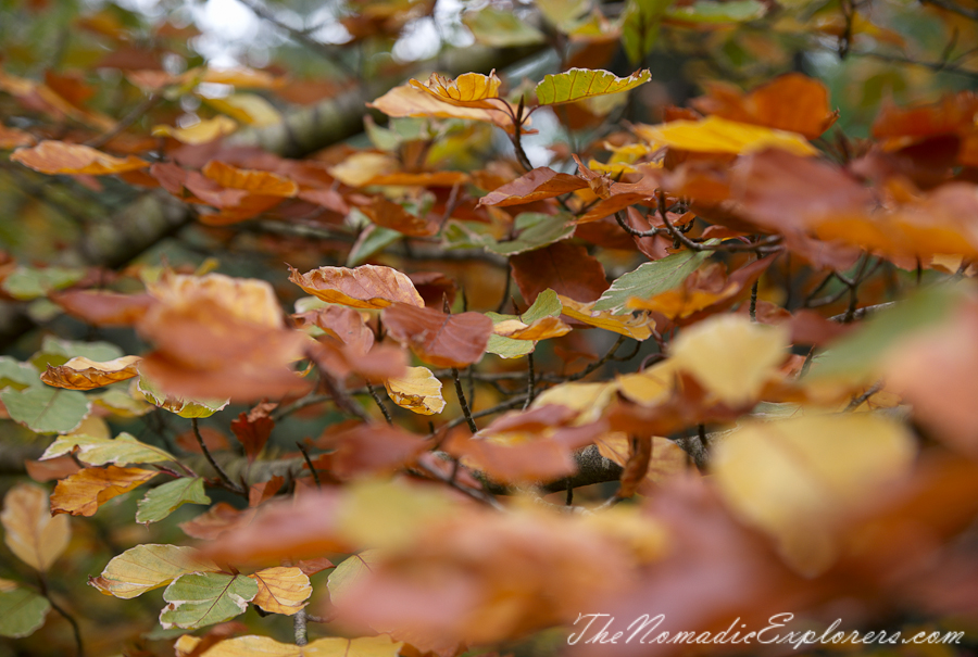 Australia, Victoria, Daylesford &amp; the Macedon Ranges, Autumn in the Macedon Ranges - Duneira Estate, , 