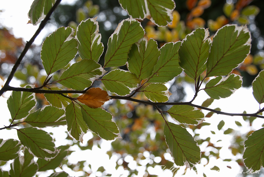 Australia, Victoria, Daylesford &amp; the Macedon Ranges, Autumn in the Macedon Ranges - Duneira Estate, , 