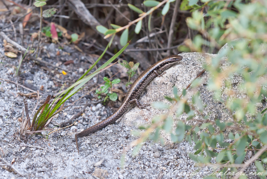 Australia, Victoria, Gippsland, Wilsons Prom Overnight Hike: from Tidal River to Oberon Bay and back, , 