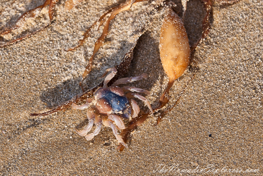 Australia, Victoria, Gippsland, Wilsons Prom Overnight Hike: from Tidal River to Oberon Bay and back, , 