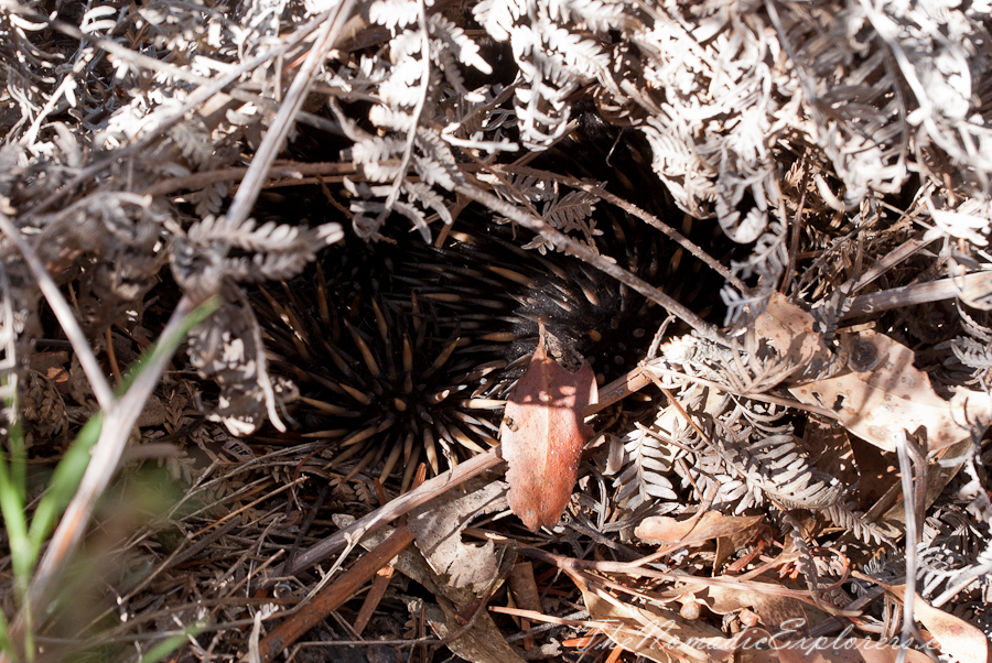 Australia, Victoria, Grampians, The Grampians: Mt Rosea Hike, , 