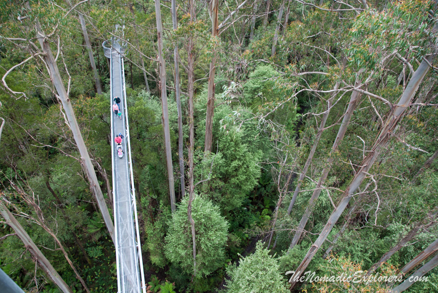 Australia, Victoria, Great Ocean Road, Выходной в Otways: прогулка в Otway Fly Treetop Adventures, , 