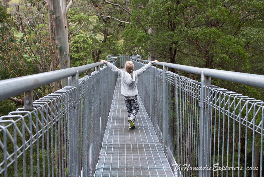Australia, Victoria, Great Ocean Road, Выходной в Otways: прогулка в Otway Fly Treetop Adventures, , 