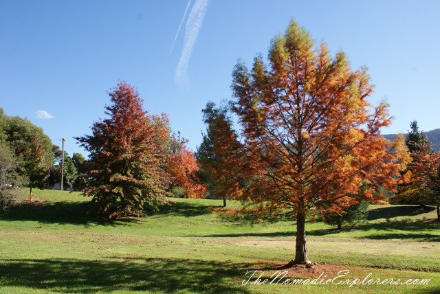 Australia, Victoria, Hight Country, Looking for Autumn. The Bright Autumn Festival., , 