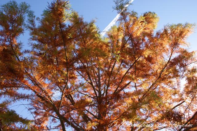 Australia, Victoria, Hight Country, Looking for Autumn. The Bright Autumn Festival., , 