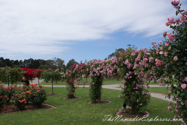 Australia, Victoria, Melbourne, Сад роз в Мельбурне - Victoria State Rose Garden, , 