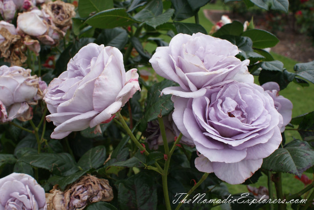 Australia, Victoria, Melbourne, Сад роз в Мельбурне - Victoria State Rose Garden, , 