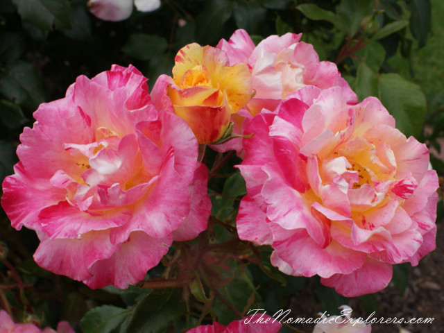 Australia, Victoria, Melbourne, Сад роз в Мельбурне - Victoria State Rose Garden, , 