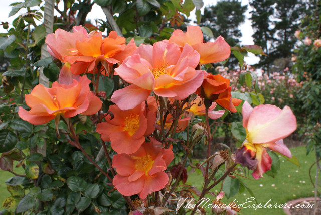 Australia, Victoria, Melbourne, Сад роз в Мельбурне - Victoria State Rose Garden, , 