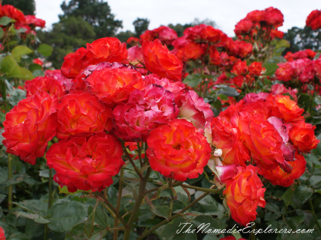 Australia, Victoria, Melbourne, Сад роз в Мельбурне - Victoria State Rose Garden, , 