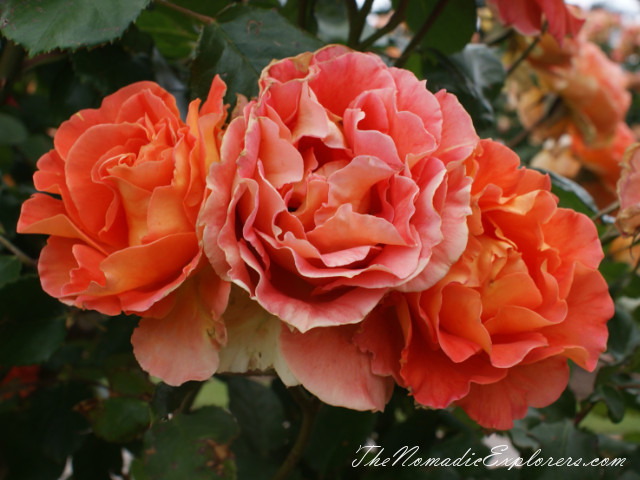 Australia, Victoria, Melbourne, Сад роз в Мельбурне - Victoria State Rose Garden, , 