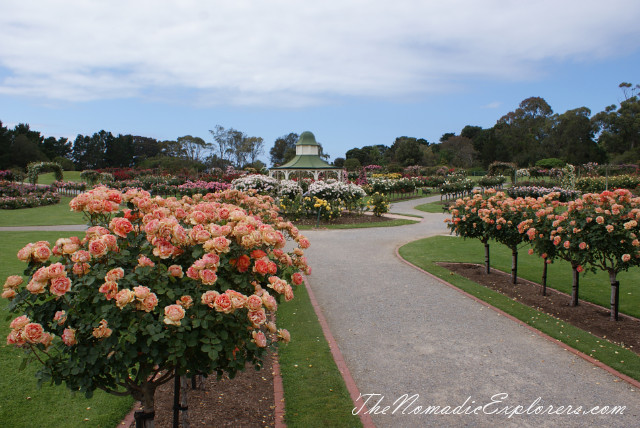 Australia, Victoria, Melbourne, Сад роз в Мельбурне - Victoria State Rose Garden, , 