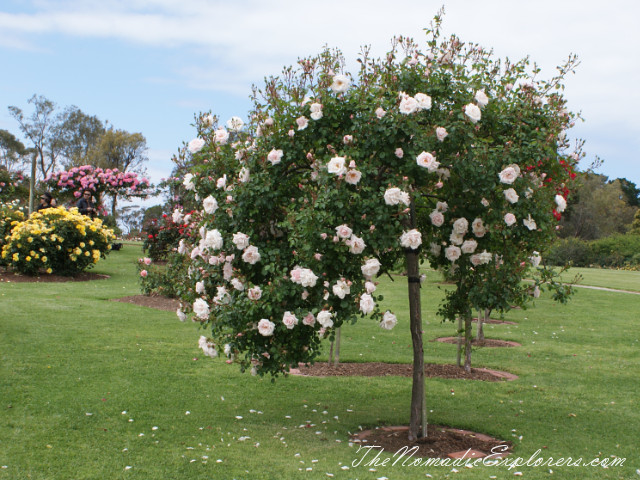 Australia, Victoria, Melbourne, Сад роз в Мельбурне - Victoria State Rose Garden, , 