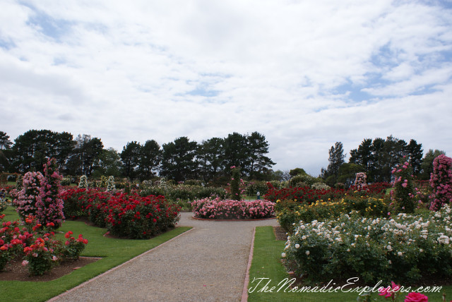 Australia, Victoria, Melbourne, Сад роз в Мельбурне - Victoria State Rose Garden, , 