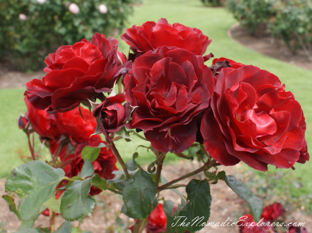 Australia, Victoria, Melbourne, Сад роз в Мельбурне - Victoria State Rose Garden, , 