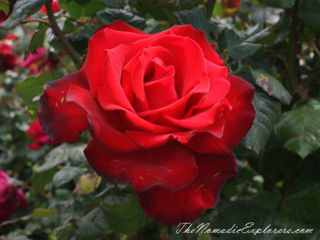 Australia, Victoria, Melbourne, Сад роз в Мельбурне - Victoria State Rose Garden, , 