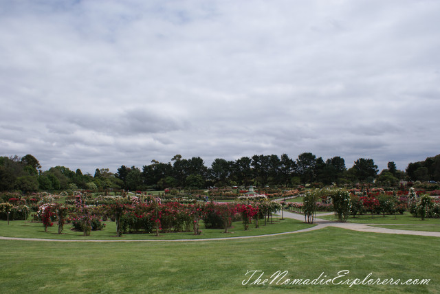 Australia, Victoria, Melbourne, Сад роз в Мельбурне - Victoria State Rose Garden, , 