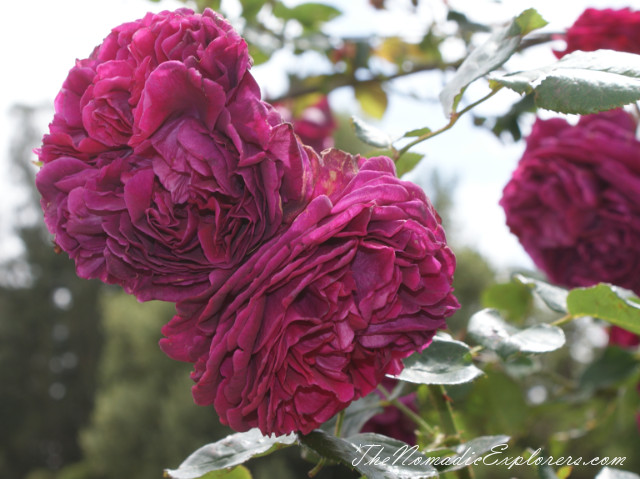 Australia, Victoria, Melbourne, Сад роз в Мельбурне - Victoria State Rose Garden, , 