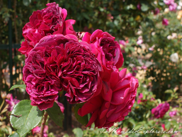 Australia, Victoria, Melbourne, Сад роз в Мельбурне - Victoria State Rose Garden, , 