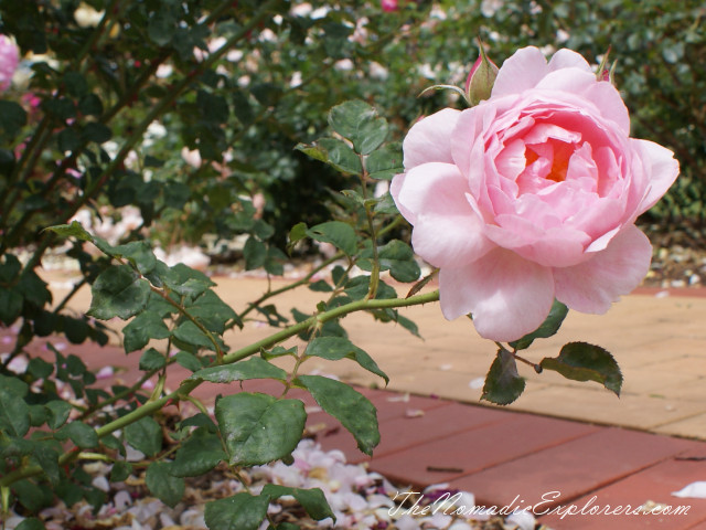 Australia, Victoria, Melbourne, Сад роз в Мельбурне - Victoria State Rose Garden, , 