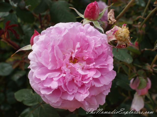 Australia, Victoria, Melbourne, Сад роз в Мельбурне - Victoria State Rose Garden, , 