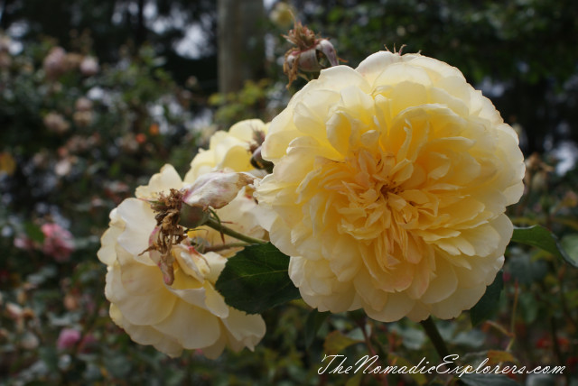 Australia, Victoria, Melbourne, Сад роз в Мельбурне - Victoria State Rose Garden, , 