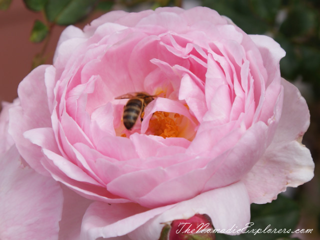 Australia, Victoria, Melbourne, Сад роз в Мельбурне - Victoria State Rose Garden, , 