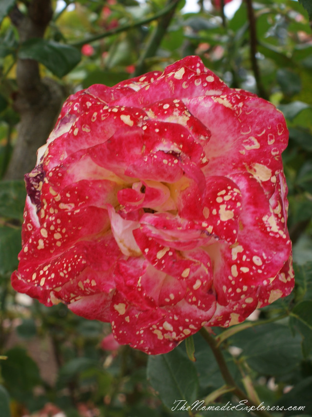 Australia, Victoria, Melbourne, Сад роз в Мельбурне - Victoria State Rose Garden, , 