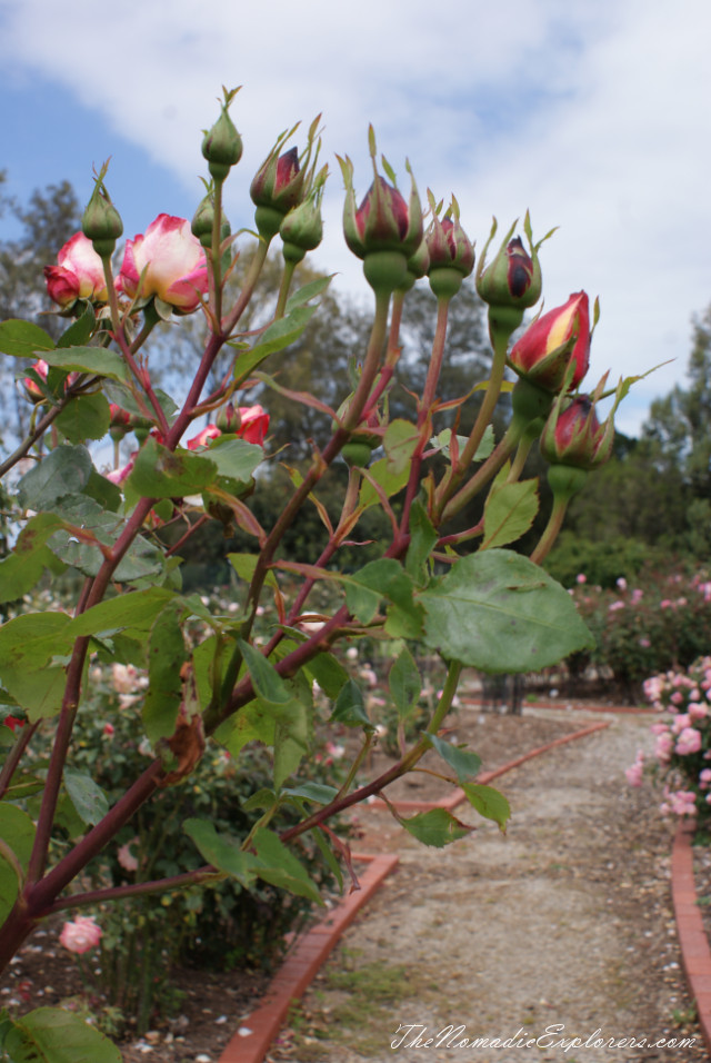 Australia, Victoria, Melbourne, Сад роз в Мельбурне - Victoria State Rose Garden, , 