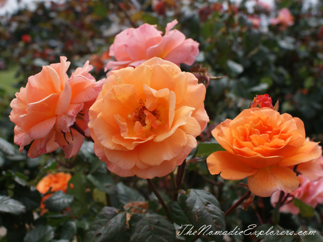 Australia, Victoria, Melbourne, Сад роз в Мельбурне - Victoria State Rose Garden, , 