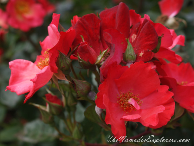 Australia, Victoria, Melbourne, Сад роз в Мельбурне - Victoria State Rose Garden, , 