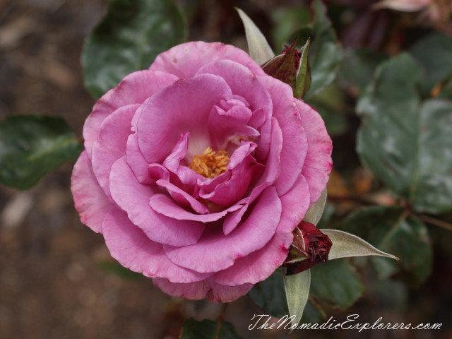 Australia, Victoria, Melbourne, Сад роз в Мельбурне - Victoria State Rose Garden, , 