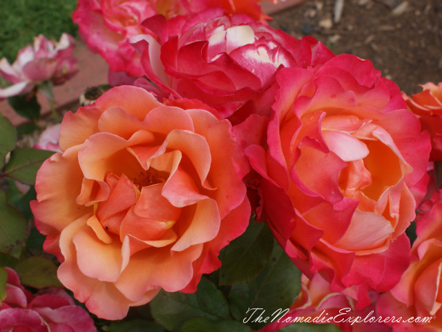 Australia, Victoria, Melbourne, Сад роз в Мельбурне - Victoria State Rose Garden, , 