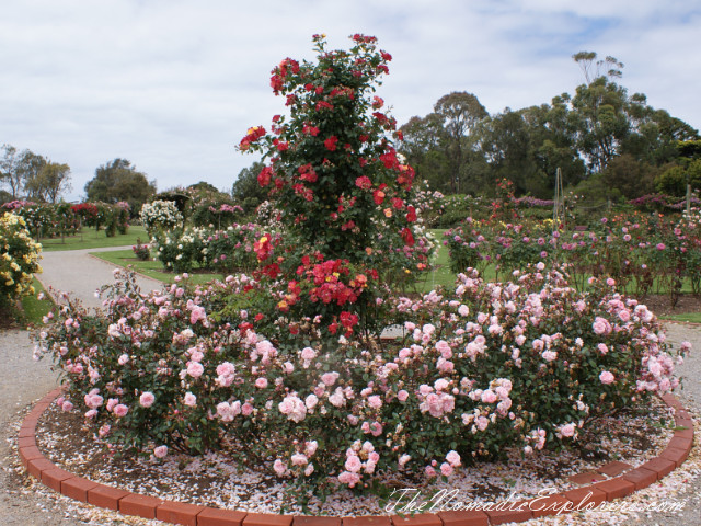 Australia, Victoria, Melbourne, Сад роз в Мельбурне - Victoria State Rose Garden, , 