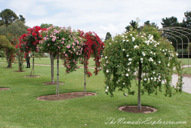 Australia, Victoria, Melbourne, Сад роз в Мельбурне - Victoria State Rose Garden, , 