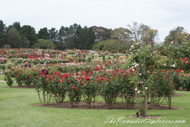 Australia, Victoria, Melbourne, Сад роз в Мельбурне - Victoria State Rose Garden, , 