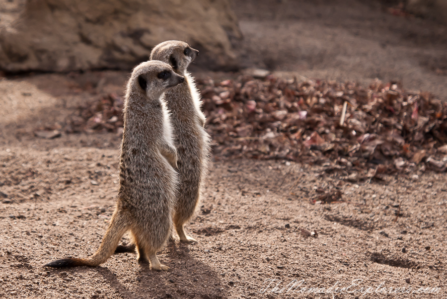 Australia, Victoria, Melbourne, A day in Melbourne Zoo, , 