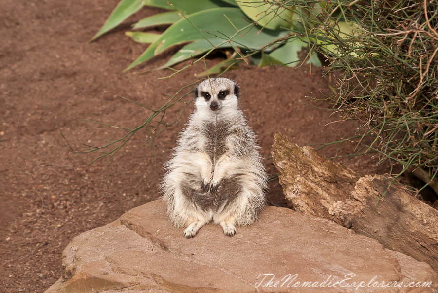 Australia, Victoria, Melbourne, A day in Melbourne Zoo, , 