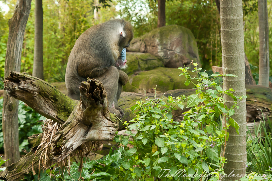 Australia, Victoria, Melbourne, A day in Melbourne Zoo, , 