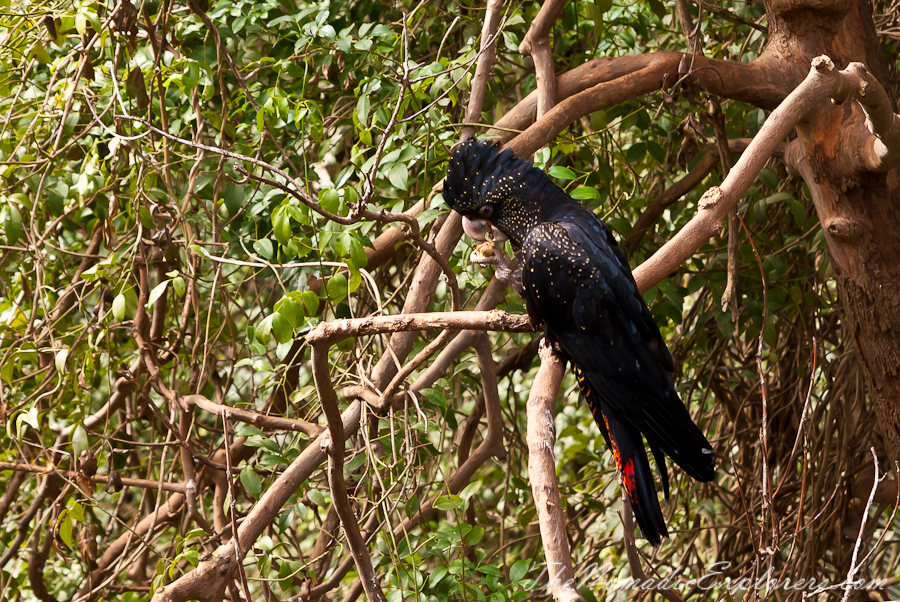 Australia, Victoria, Melbourne, A day in Melbourne Zoo, , 